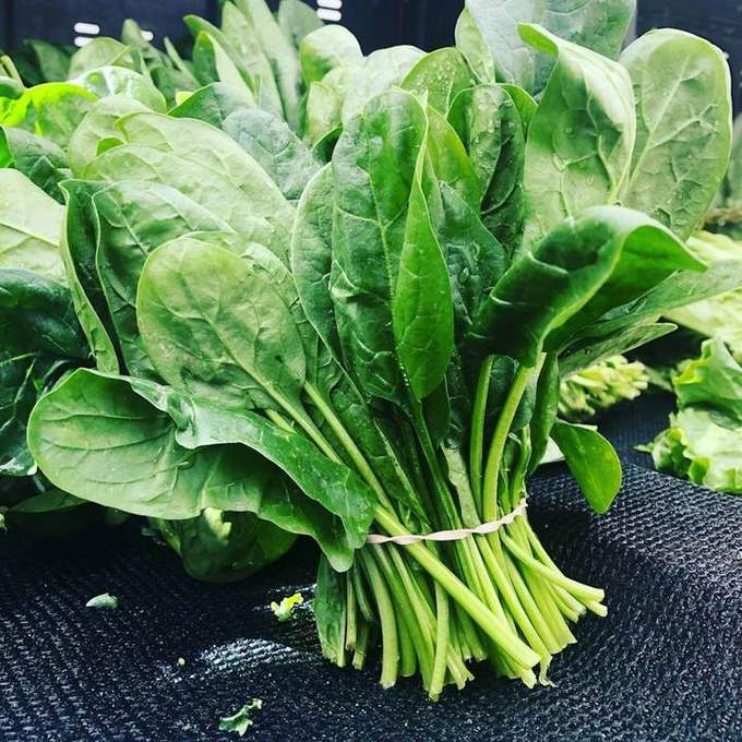 Fresh Cilantro