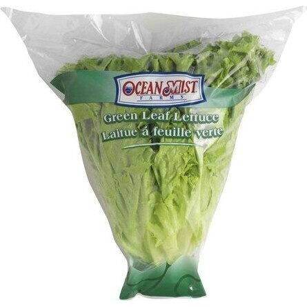 Green Leaf Lettuce